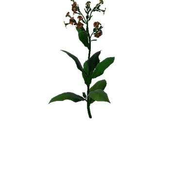 Flower Macedonia3 3
